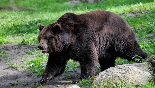 Un ours passe une nuit bloqué dans une voiture aux États-Unis