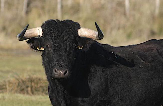 Corrèze : une jeune femme de 19 ans tuée par un taureau dans le cadre de son travail