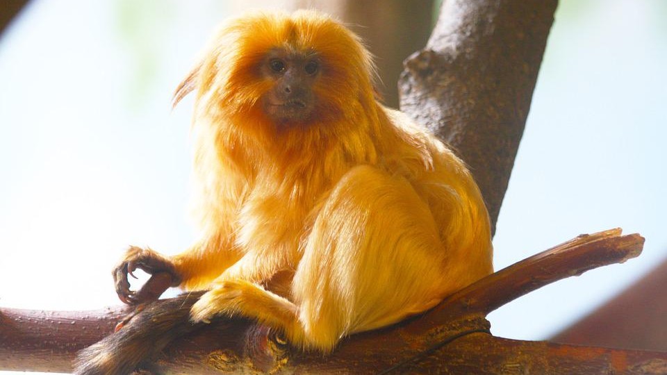 Le Jardin des Plantes annonce la naissance de deux tamarins-lions dorés, une espèce en « danger d&rsquo;extinction »
