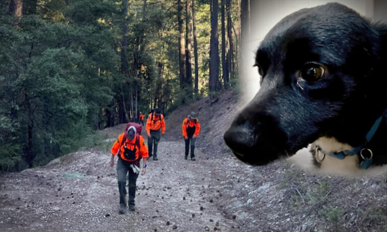 « Lassie » en chair et en os guide les sauveteurs vers son propriétaire de 53 ans tombé d&rsquo;une falaise de 21 m dans les bois
