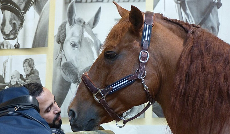 Peyo, le cheval de l&rsquo;hôpital de Calais, bientôt star du grand écran dans un documentaire