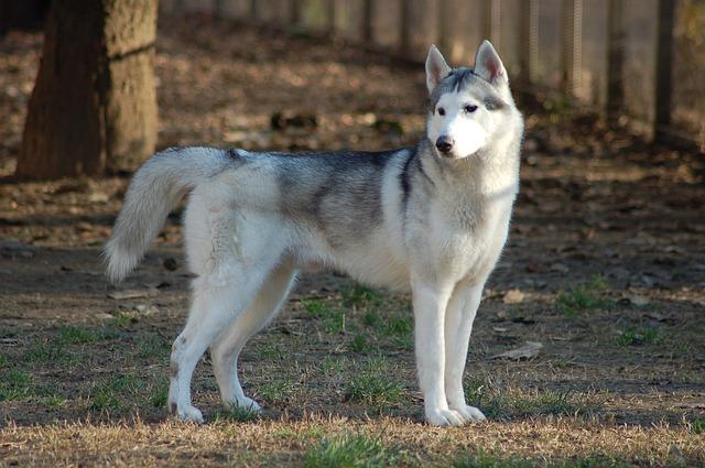Volé en mai à Toulouse, le chien husky Zak a été retrouvé à Narbonne grâce aux réseaux sociaux