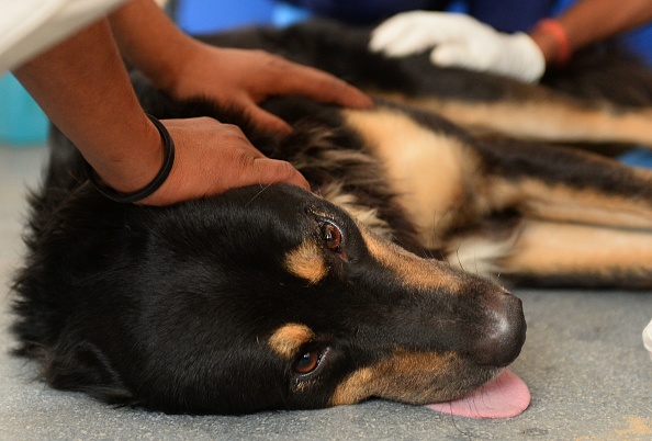 En région Auvergne-Rhône-Alpes, un camion de médecine vétérinaire solidaire propose des soins aux animaux des SDF