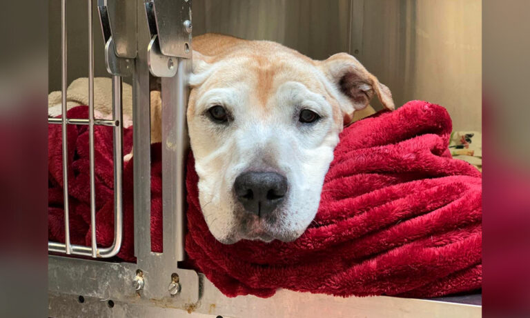 Une chienne âgée et triste était destinée à être euthanasiée, une vétérinaire a vu ses photos: elle était surtout déprimée
