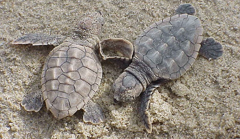 Une quarantaine de bébés tortues caouanne sont nés et ont rejoint la mer dans l&rsquo;Hérault: « on a laissé faire la nature »