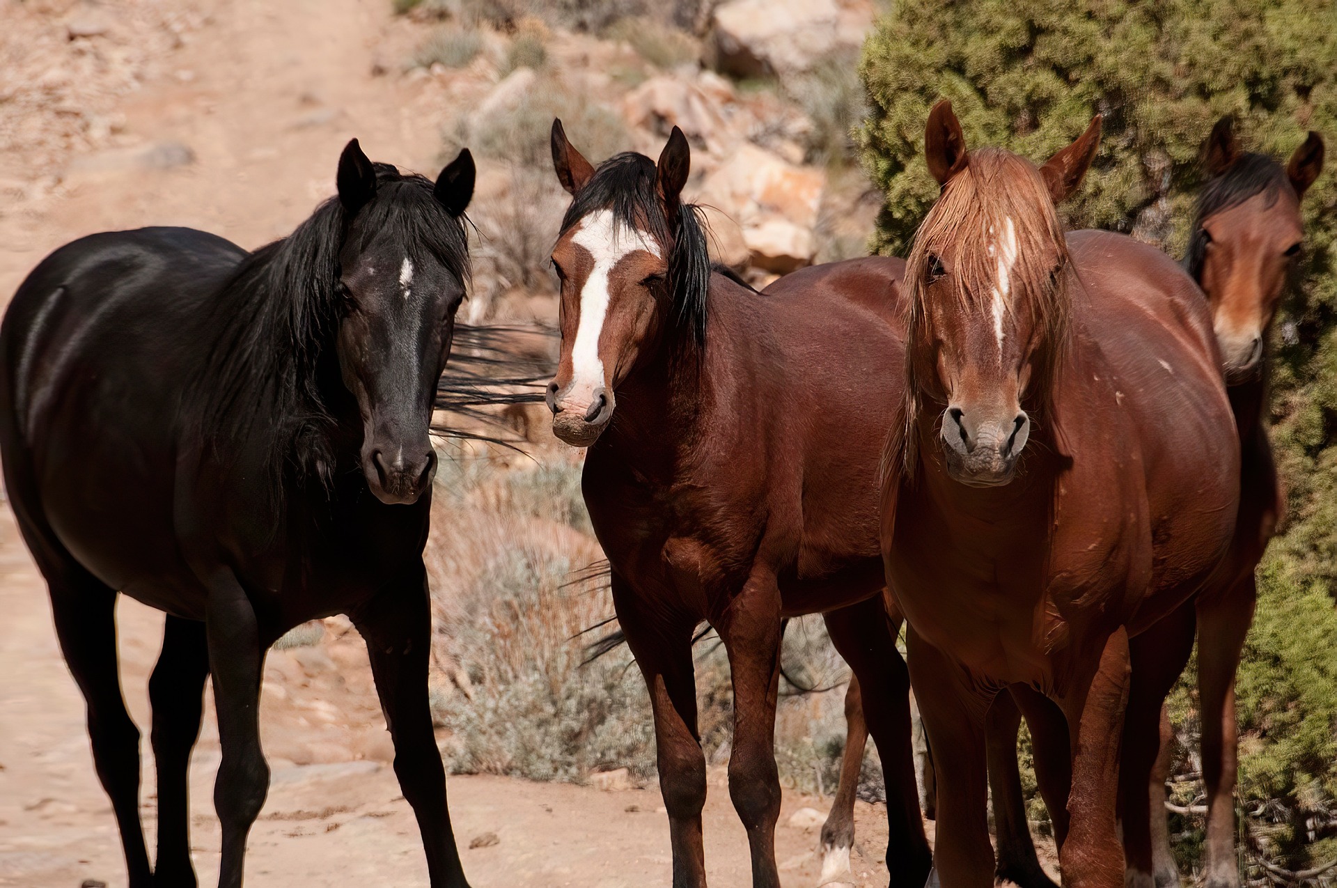 Le dressage de chevaux sauvages au cœur d&rsquo;un documentaire en Argentine chez Florent Pagny