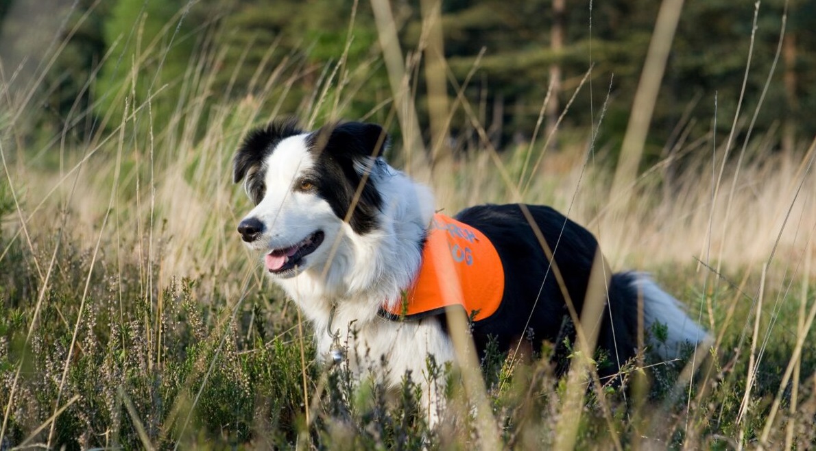 Les races de chiens faites pour le dressage