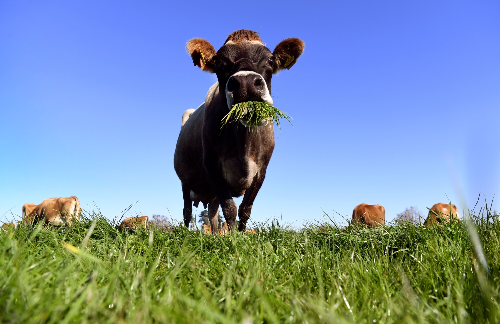 La Nouvelle-Zélande veut taxer… les pets de vaches