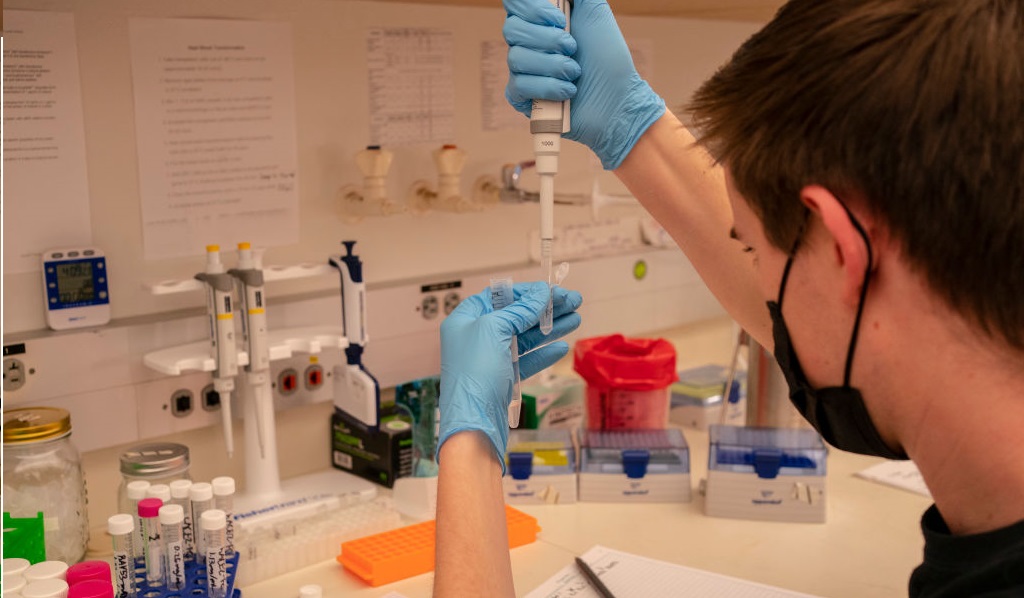 Les chercheurs de l&rsquo;université de Boston mettent au point une souche du Covid dont le taux de mortalité chez la souris est de 80%