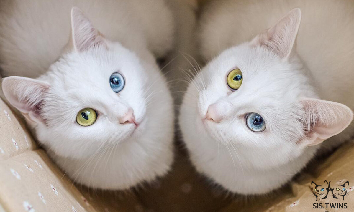 [PHOTOS] Admirez ces adorables chats jumeaux au regard incroyable