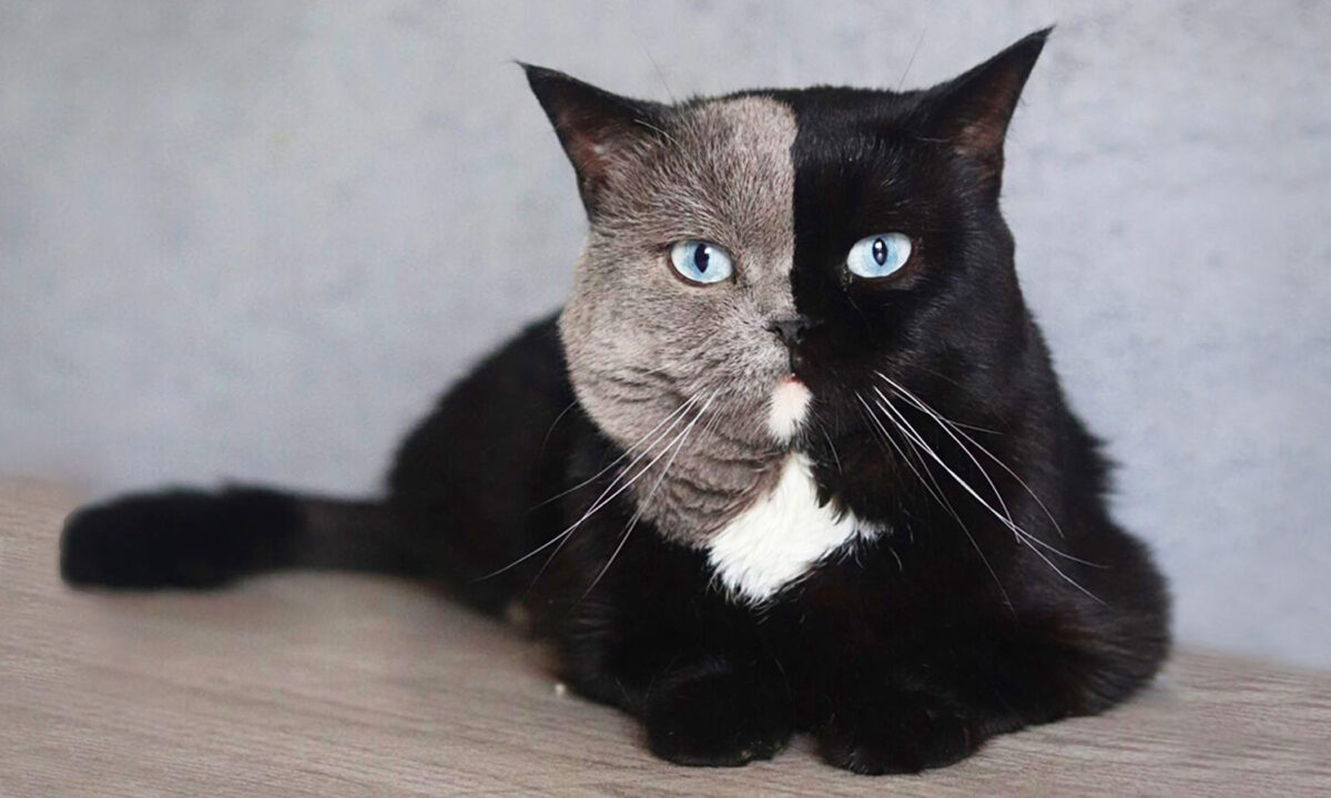 [PHOTOS] Un chat  a un son visage bicolore atypique: «Il est juste unique»