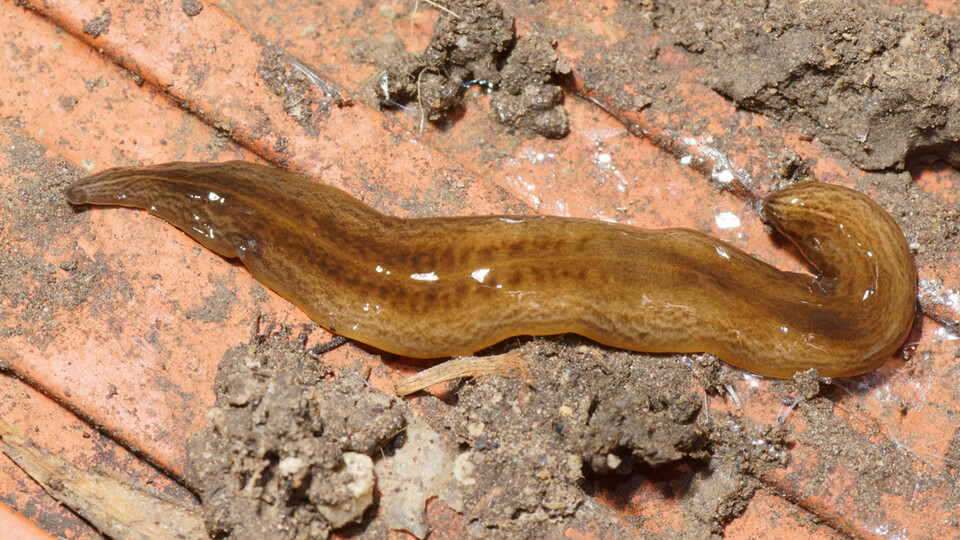 Invasion dans nos jardins : nouvelles révélations sur le ver plat mangeur de vers de terre