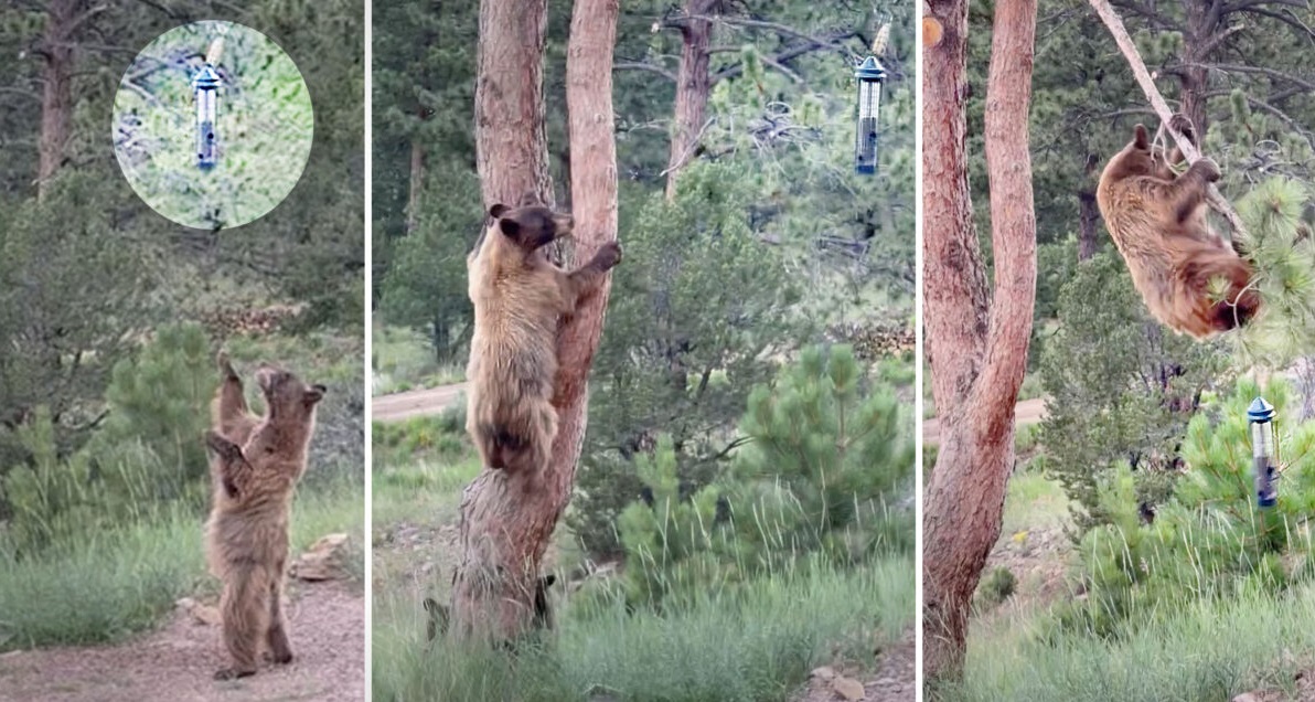 [VIDÉO] Les acrobaties d’une maman ourse pour récupérer de la nourriture pour ses petits