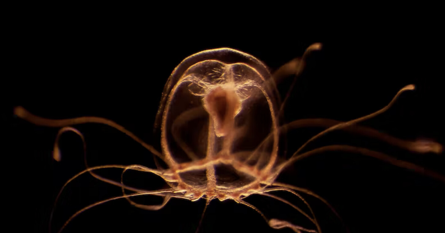 Une méduse immortelle qui voyage dans le temps