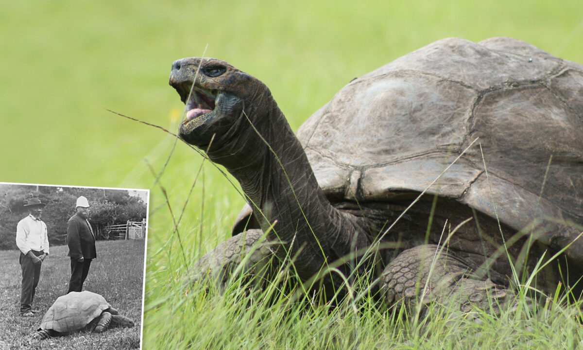 Faites connaissance avec le plus vieil animal terrestre au monde, Jonathan la tortue, âgé de 190 ans