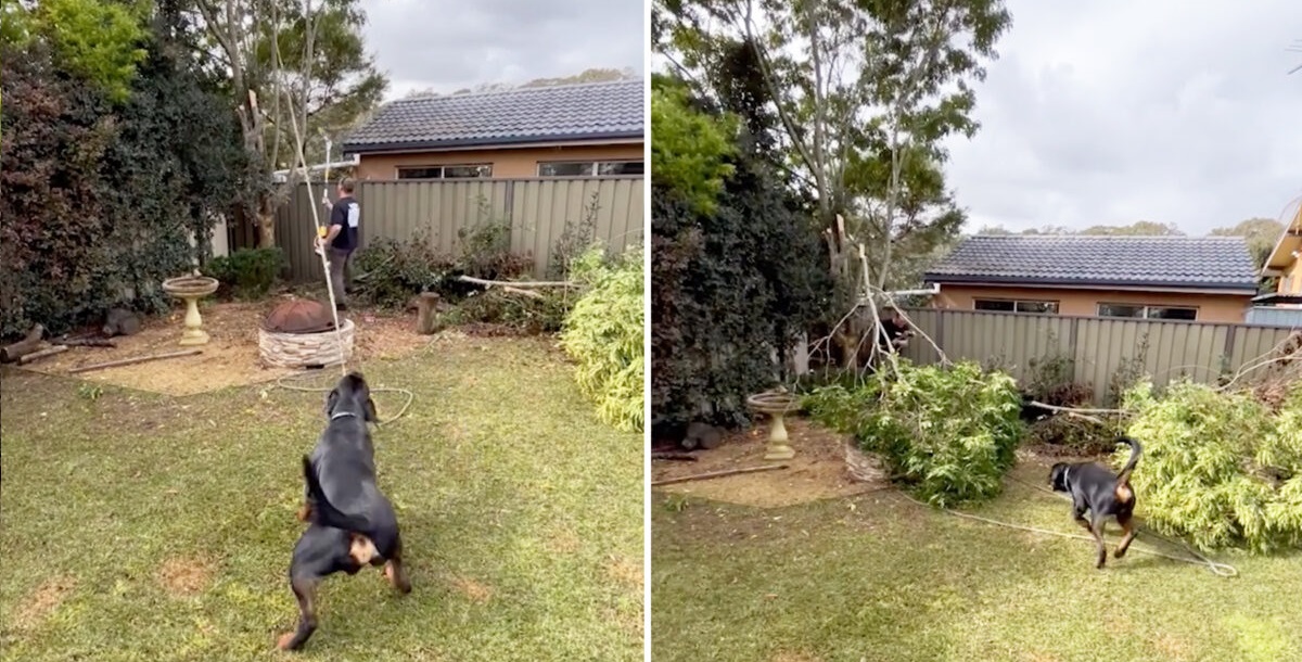 [VIDÉO] Un rottweiler serviable aide son propriétaire à couper une branche d&rsquo;arbre