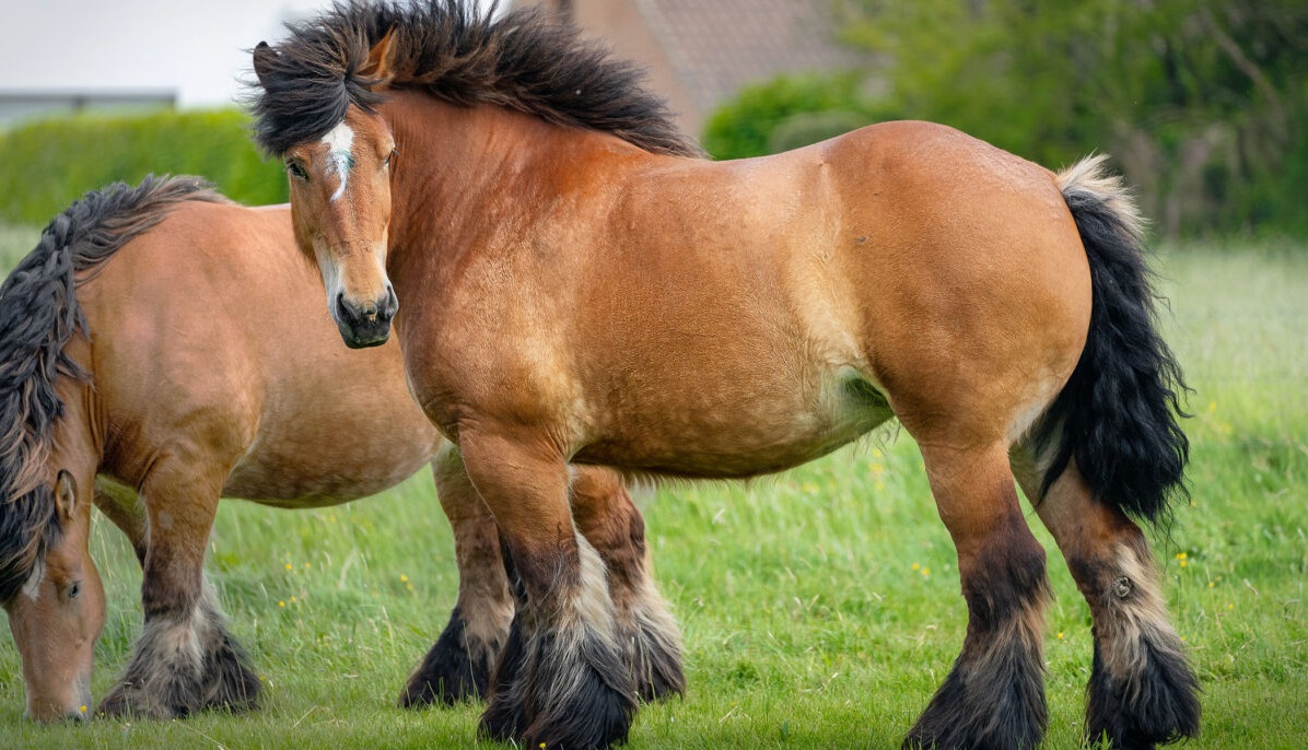 Neuf chevaux de trait magnifiques