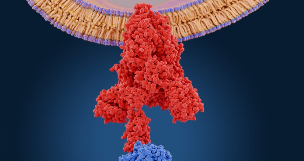 Après une infection au Covid ou un vaccin, la protéine spike perturbe l’immunité de millions de personnes: voici quelques traitements