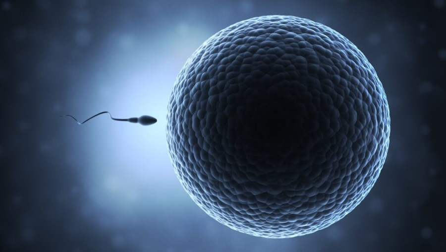 Étude : le nombre de spermatozoïdes chez les hommes a diminué de 60% au niveau mondial au cours des 45 dernières années