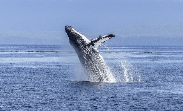 « J’ai cru qu’elle m’avait avalé » : une baleine engloutit puis recrache un kayakiste