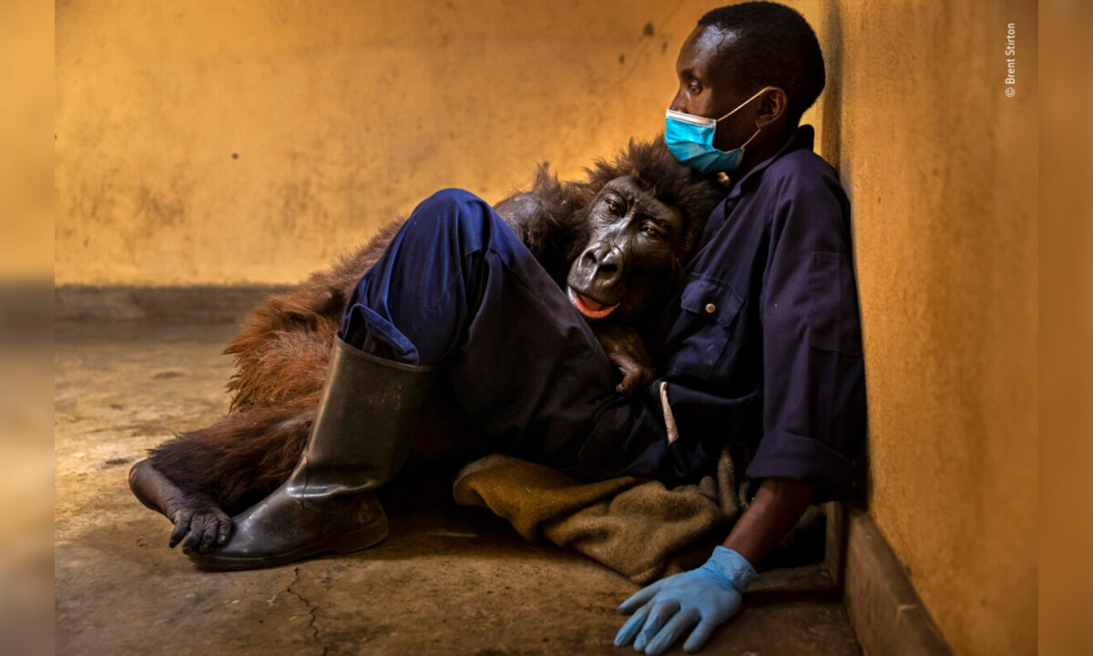 Wildlife Photographer of the Year 2022: les photos gagnantes