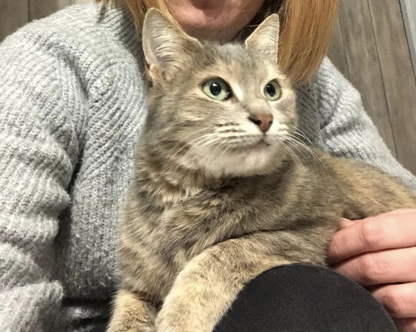 Une chatte parcourt 600 km et est retrouvée à proximité de son ancienne maison