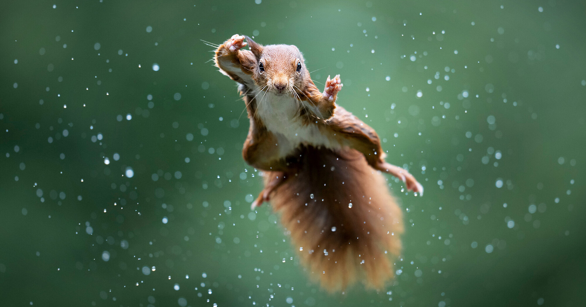 Les finalistes du Comedy Wildlife Photo Awards 2022 sont dévoilés: des écureuils maîtres kung-fu, des singes faisant la RCR et bien d&rsquo;autres