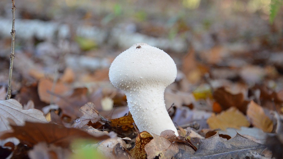 Haute-Marne : il trouve une vesse-de-loup de 4 kilos dans son champ !
