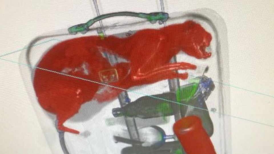 Un chat en vie dans une valise à l&rsquo;aéroport de New York