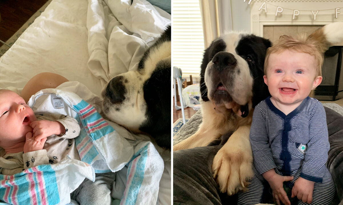 [VIDÉO] Le sérieux de trois «nounous» Saint-Bernard