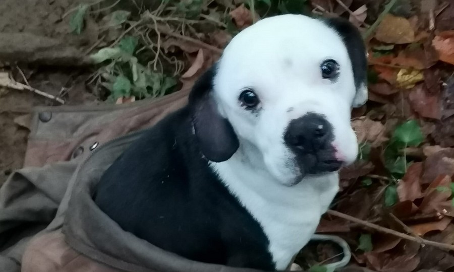 Attaché à un arbre et abandonné, un chien a été sauvé par des promeneurs puis adopté
