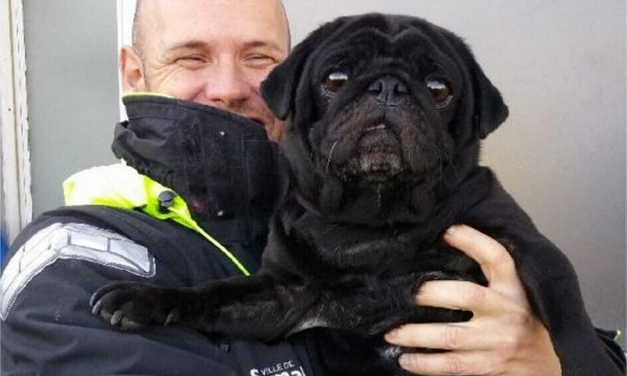 Saint-Malo : il se jette dans l&rsquo;eau glaciale pour sauver un chien de la noyade