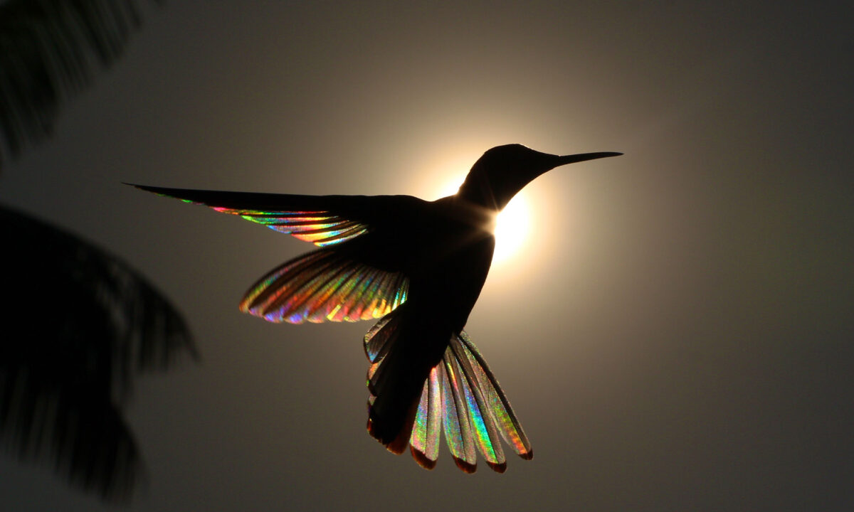 Prisme ailé: des photos primées de colibris et de leurs ailes arc-en-ciel