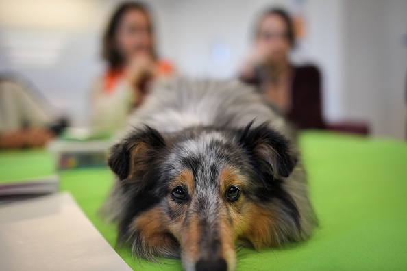 Justice: des chiens pour soutenir les enfants victimes seront déployés dans tous les départements, annonce Éric Dupont-Moretti