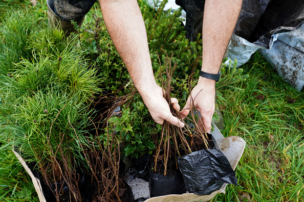 Une agricultrice plante 9000 arbres pour recréer un microclimat, c’est l’un des plus gros projets de Normandie