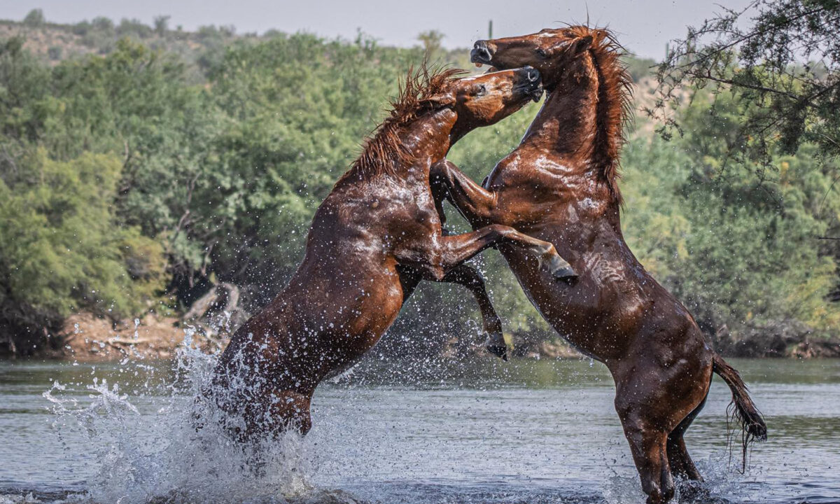 Une photographe brave les serpents et la chaleur de l&rsquo;Arizona pour prendre d&rsquo;incroyables photos de chevaux sauvages