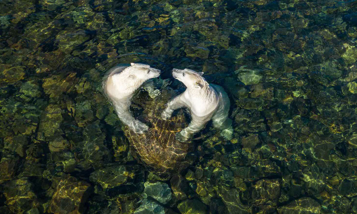 Un photographe canadien immortalise de précieux moments d’été avec des ours polaires