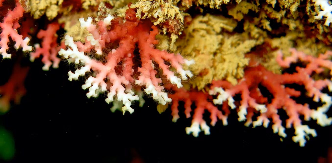 Images de science : une nouvelle espèce de corail « dentelle » découverte au Brésil