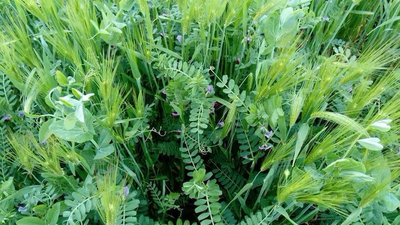 Les secrets des racines et des sols, clefs de l&rsquo;agroécologie