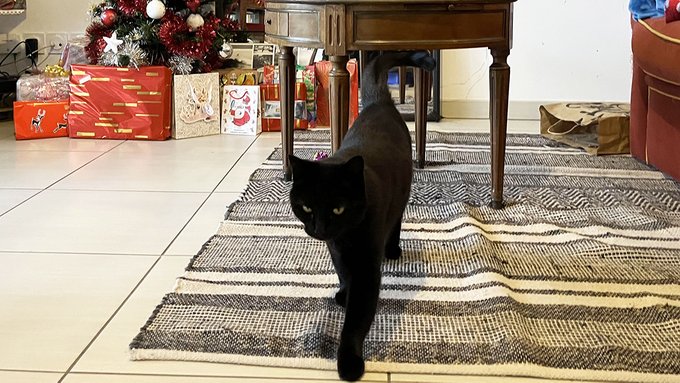 Une chatte retrouvée 4 mois après sa disparition sur une aire d&rsquo;autoroute près de Toulouse