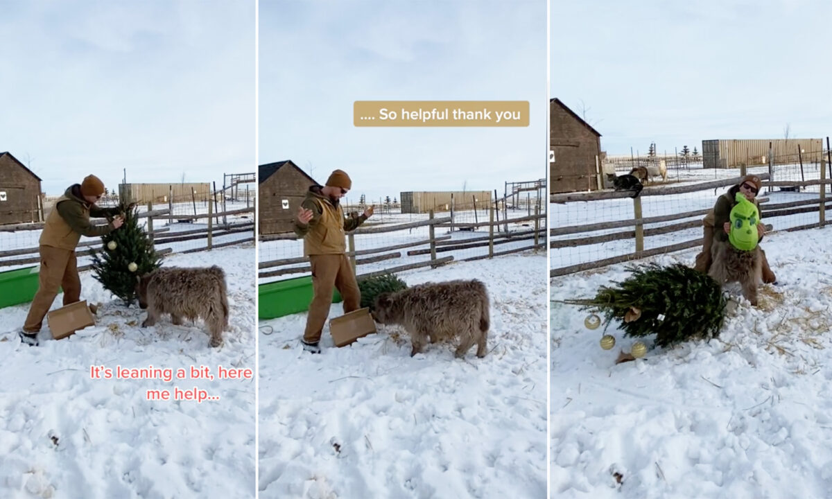 [VIDÉO] Un adorable veau se comporte comme le Grinch avec son premier sapin de Noël
