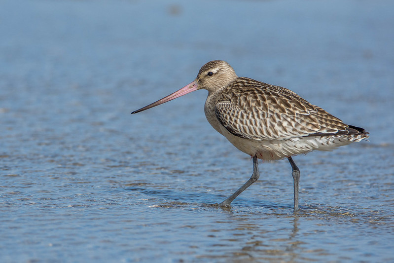 Une barge rousse réalise un vol de 13 560 km sans escale et pulvérise un record du monde