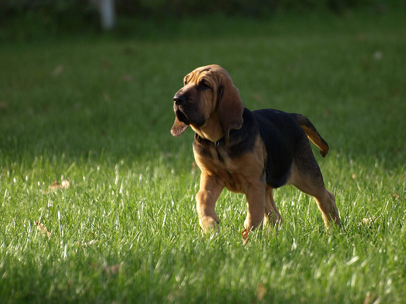 Haute-Savoie: un septuagénaire retrouvé vivant grâce à l&rsquo;intervention de Drako, chien Saint-Hubert de la gendarmerie