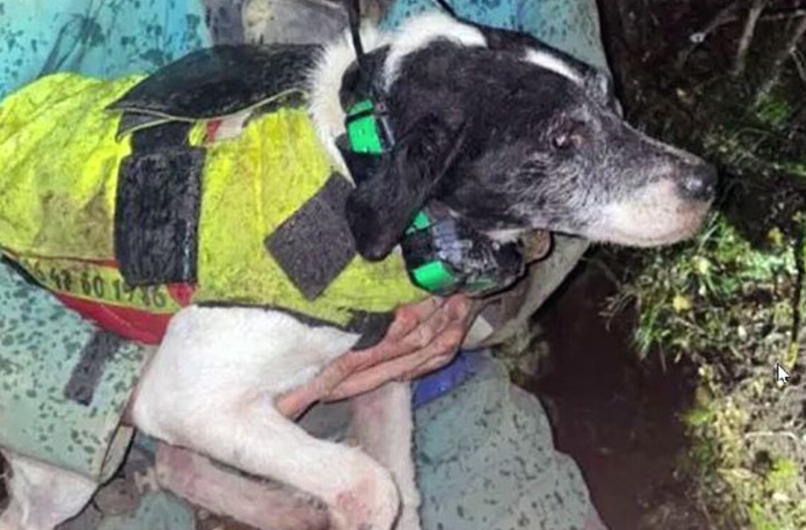 Aude: le chien coincé à 17 mètres de profondeur sauvé par un spéléologue au bout de 8 heures