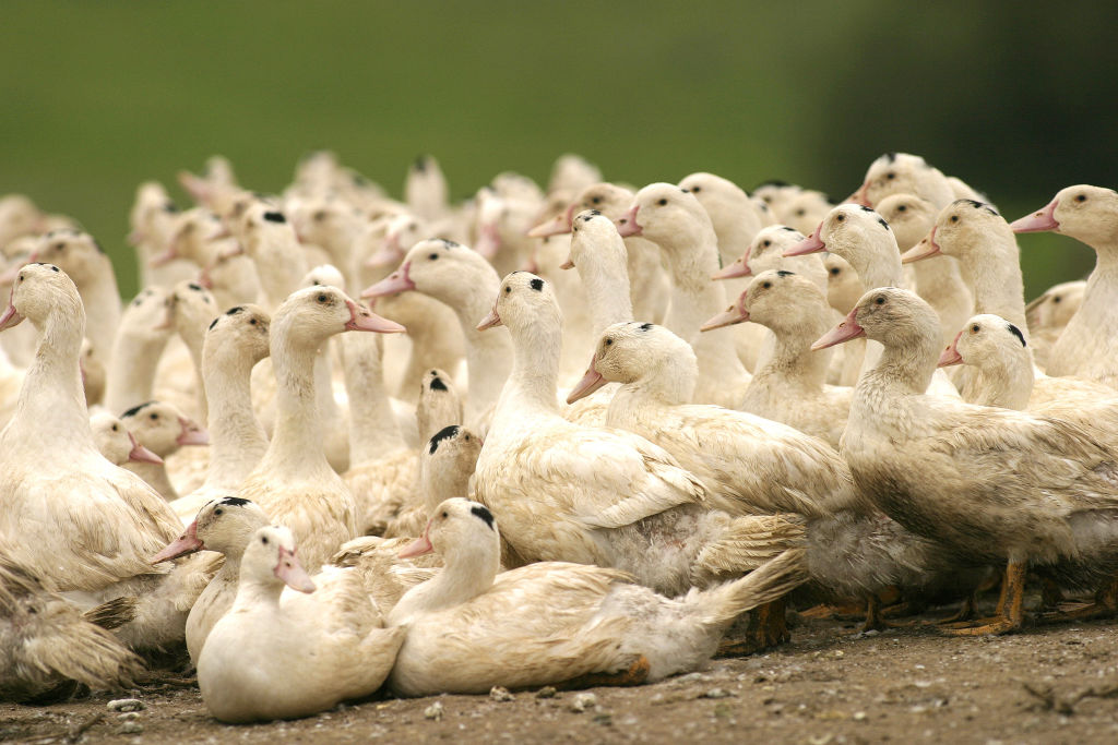 Landes: premier cas de grippe aviaire en élevage