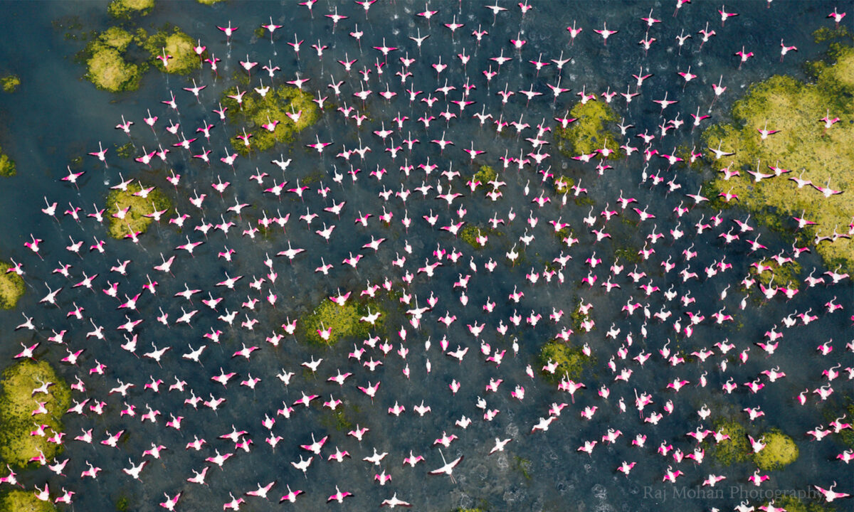 Ce photographe indien capture la beauté des flamants roses en pleine migration et le résultat est incroyable