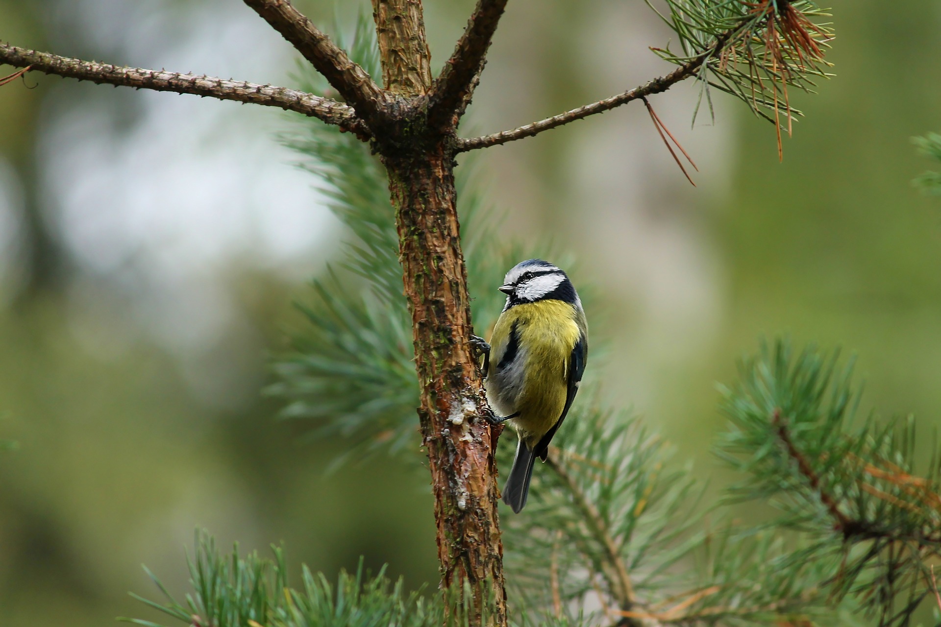 Oiseaux des jardins: un déclin « alarmant » qui se confirme en France
