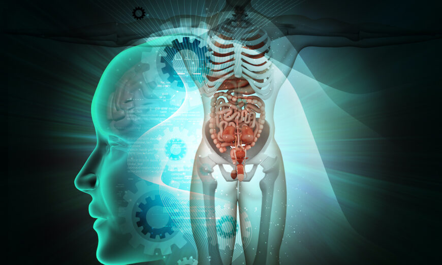 Voici le système endocrinien