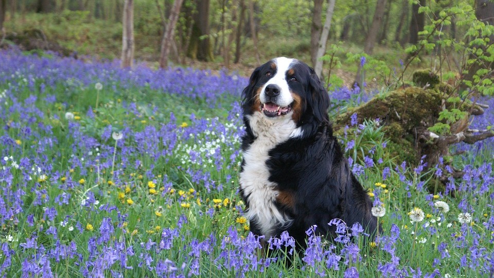 La race d&rsquo;un chien influence sa personnalité – mais son propriétaire aussi
