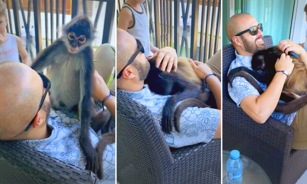 [VIDÉO] Un singe-araignée grimpe dans les bras d&rsquo;un touriste et lui fait d’adorables câlins à la Playa Del Carmen, au Mexique